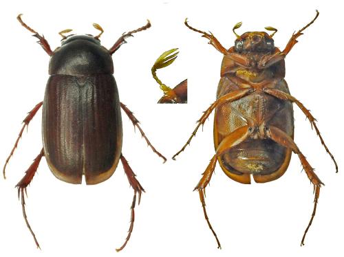 Euserica sp.